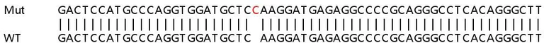 Sanger Sequencing - Human CAMKK2 knockout HEK-293T cell lysate (AB258341)