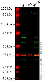 Human CAMKK2 knockout HEK-293T cell lysate