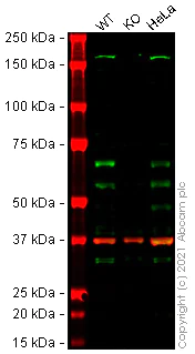 Western blot - Human CAMKK2 knockout HEK-293T cell lysate (AB258341)