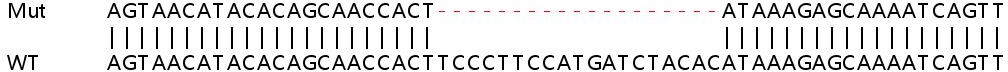 Sanger Sequencing - Human CANX (Calnexin) knockout HEK-293T cell line (AB255368), expandable thumbnail