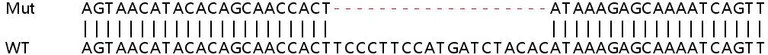 Sanger Sequencing - Human CANX (Calnexin) knockout HEK-293T cell line (AB255368)