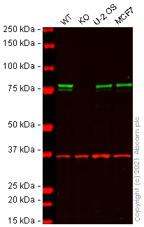 Western blot - Human CANX (Calnexin) knockout HEK-293T cell line (AB255368), expandable thumbnail