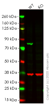 Western blot - Human CANX (Calnexin) knockout HEK-293T cell line (AB255368), expandable thumbnail