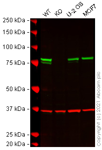Western blot - Human CANX (Calnexin) knockout HEK-293T cell line (AB255368), expandable thumbnail
