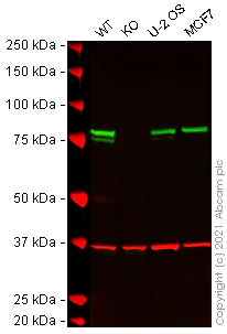 Western blot - Human CANX (Calnexin) knockout HEK-293T cell lysate (AB263805)