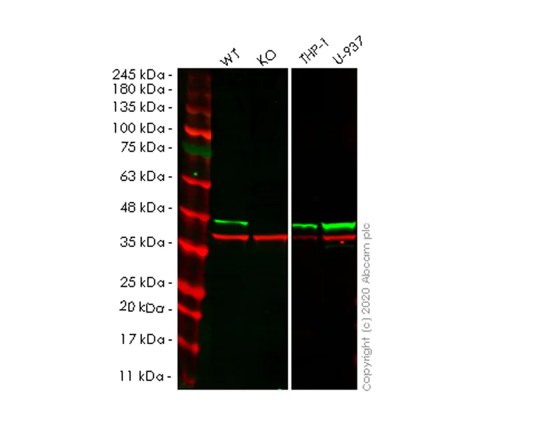 Western blot - Human CAPG (MCP) knockout HeLa cell line (AB265766)