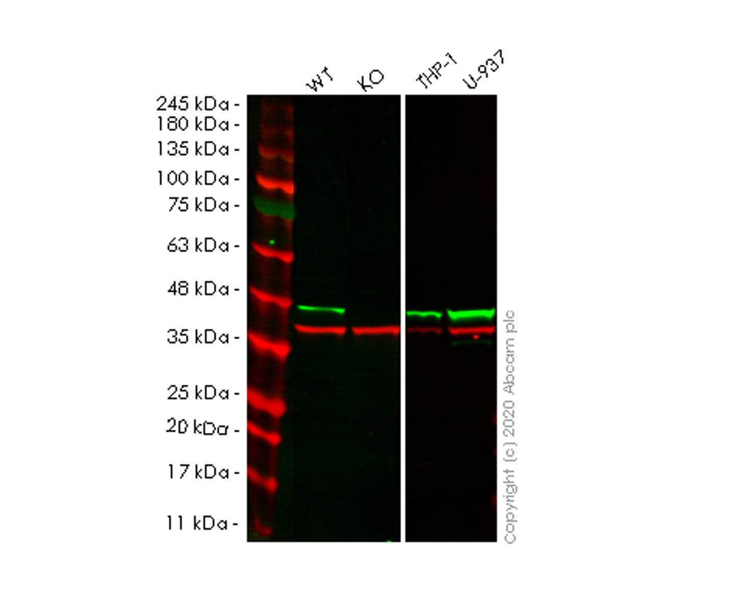 Western blot - Human CAPG (MCP) knockout HeLa cell lysate (AB257378)