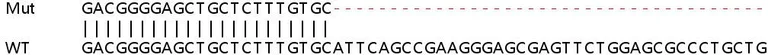 Sanger Sequencing - Human CAPN2 (Calpain 2) knockout HEK-293T cell line (AB266628)