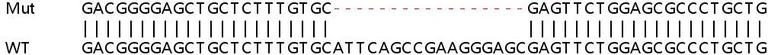 Sanger Sequencing - Human CAPN2 (Calpain 2) knockout HEK-293T cell line (AB266628)