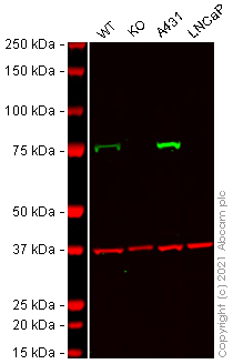 Western blot - Human CAPN2 (Calpain 2) knockout HEK-293T cell lysate (AB257379)