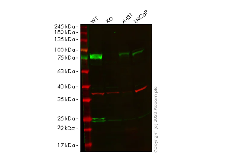 Western blot - Human CAPN2 (Calpain 2) knockout HEK-293T cell lysate (AB257379)