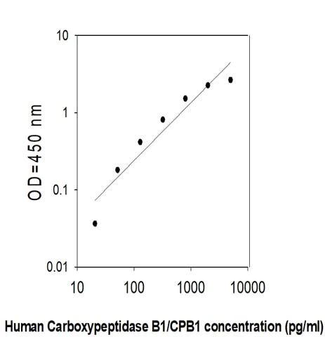 Sandwich ELISA - Human Carboxypeptidase B/CPB ELISA Kit (AB313521)