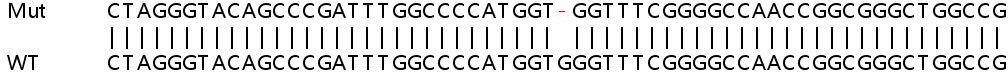 Sanger Sequencing - Human CASC4 knockout HeLa cell line (AB265832), expandable thumbnail