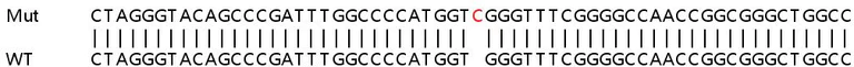 Sanger Sequencing - Human CASC4 knockout HeLa cell line (AB265832)
