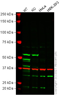 Western blot - Human CASP1 (Caspase-1) knockout THP-1 cell line (AB276116)
