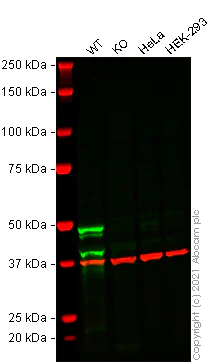 Western blot - Human CASP1 (Caspase-1) knockout THP-1 cell lysate (AB277988)