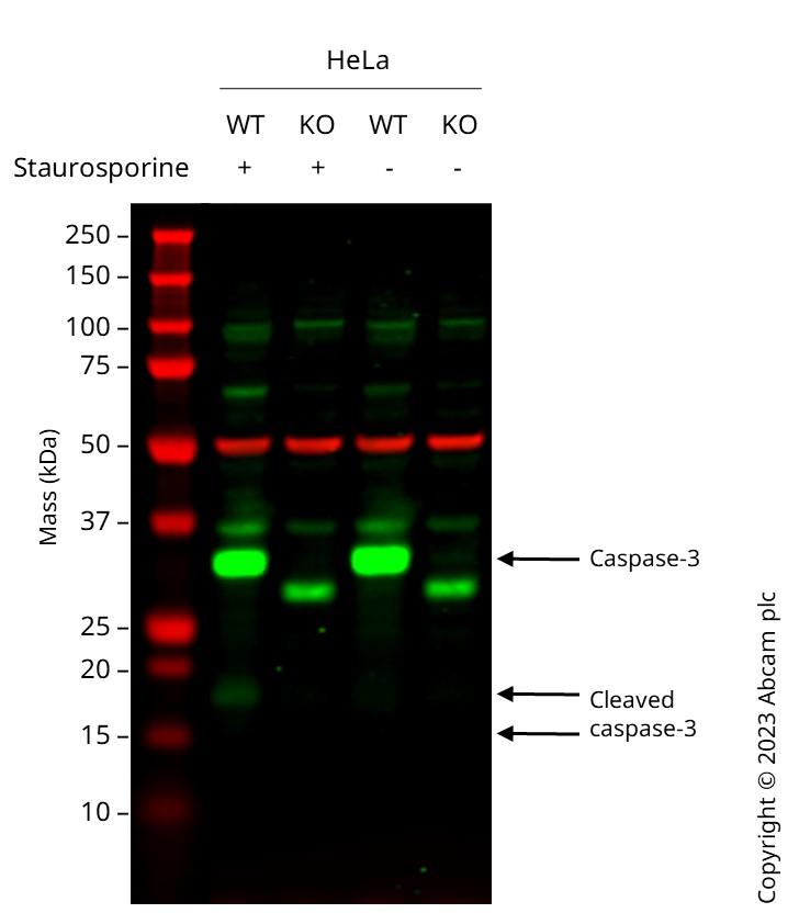 Western blot - Human CASP3 (Caspase-3) knockout HeLa cell line (AB255370), expandable thumbnail