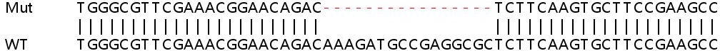 Sanger Sequencing - Human CASP7 (Caspase-7) knockout A549 cell line (AB266919), expandable thumbnail