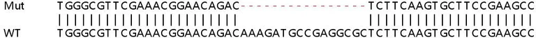Sanger Sequencing - Human CASP7 (Caspase-7) knockout A549 cell line (AB266919)