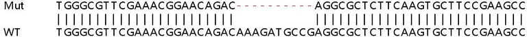 Sanger Sequencing - Human CASP7 (Caspase-7) knockout A549 cell line (AB266919)