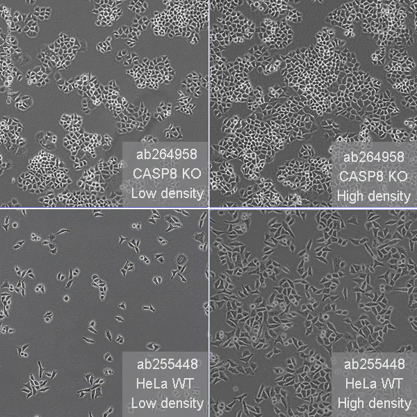Cell Culture - Human CASP8 (Caspase-8) knockout HeLa cell line (AB264958)