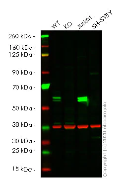 Western blot - Human CASP8 (Caspase-8) knockout HeLa cell lysate (AB256857)