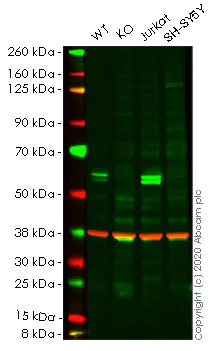 Western blot - Human CASP8 (Caspase-8) knockout HeLa cell lysate (AB256857)