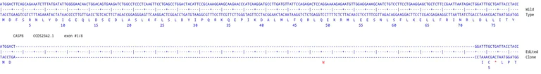 Next Generation Sequencing - Human CASP8 knockout A549 cell line (AB286757)