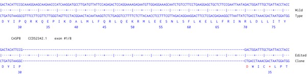 Next Generation Sequencing - Human CASP8 knockout HCT116 cell line (AB286576), expandable thumbnail