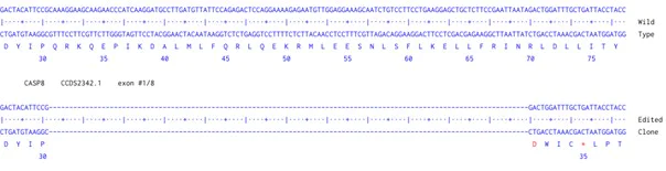 Next Generation Sequencing - Human CASP8 knockout HCT116 cell line (AB286576)