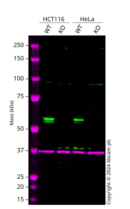 Western blot - Human CASP8 knockout HCT116 cell line (AB286576), expandable thumbnail
