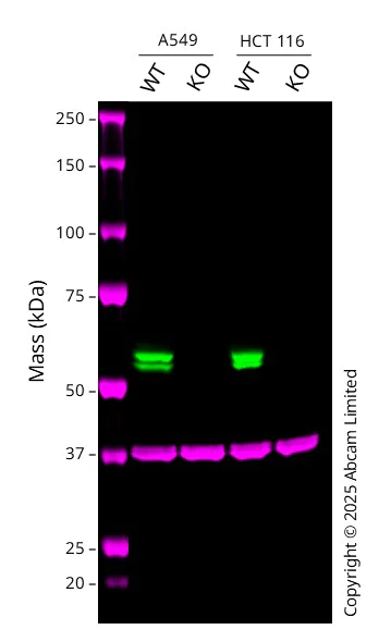 Western blot - Human CASP8 knockout HCT116 cell line (AB286576)