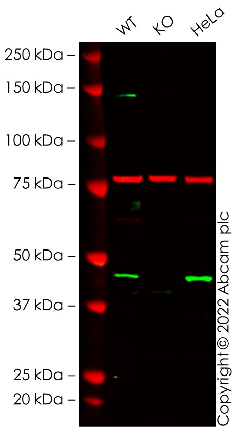 Western blot - Human CASP9 knockout THP-1 cell line (AB276122), expandable thumbnail