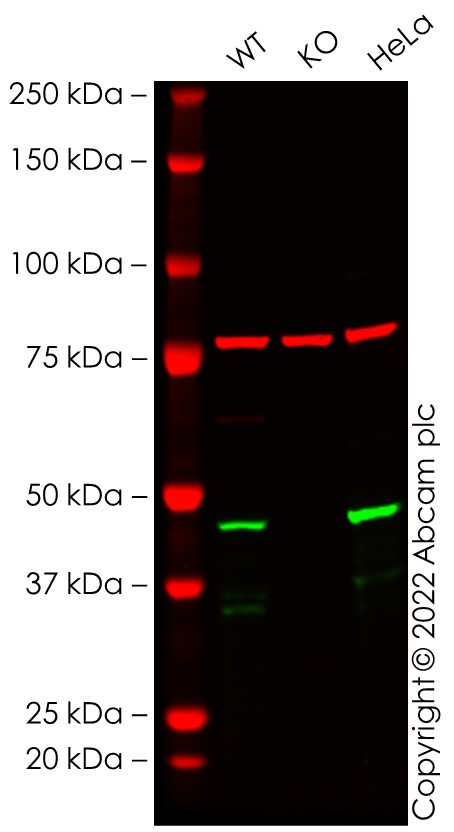 Western blot - Human CASP9 knockout THP-1 cell line (AB276122), expandable thumbnail