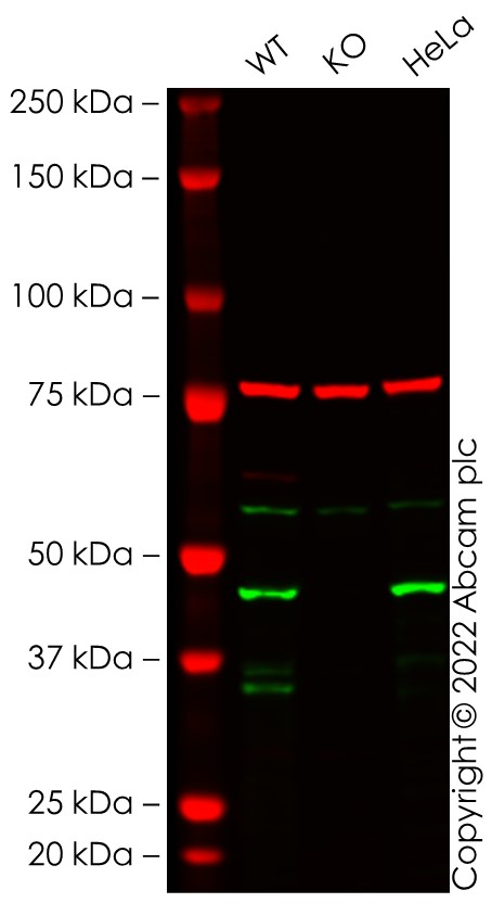 Western blot - Human CASP9 knockout THP-1 cell line (AB276122), expandable thumbnail