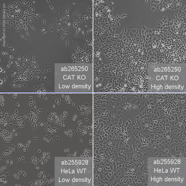 Cell Culture - Human CAT (Catalase) knockout HeLa cell line (AB265250), expandable thumbnail