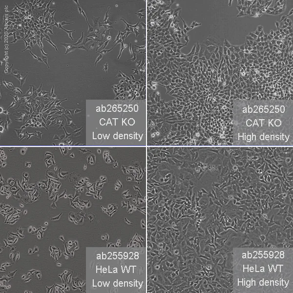 Cell Culture - Human CAT (Catalase) knockout HeLa cell line (AB265250)