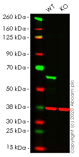 Western blot - Human CAT (Catalase) knockout HeLa cell line (AB265250)