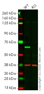Western blot - Human CAT (Catalase) knockout HeLa cell line (AB265250)