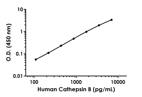 Human Cathepsin B Antibody Pair - BSA and Azide free