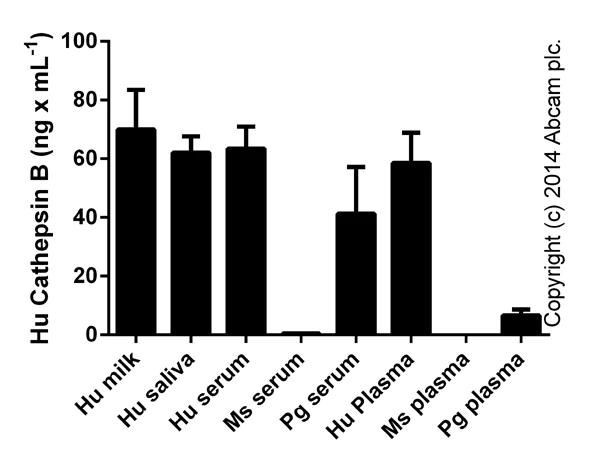 ELISA - Human Cathepsin B ELISA Kit (AB119584)