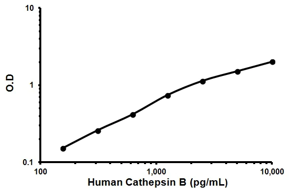 Sandwich ELISA - Human Cathepsin B ELISA Kit (AB119584)