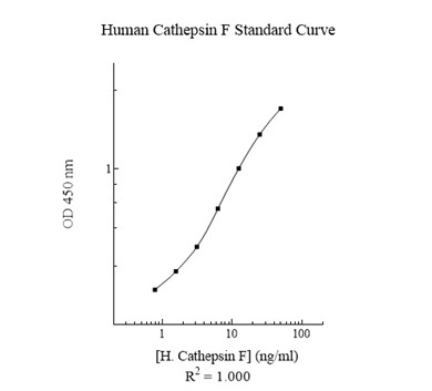 Sandwich ELISA - Human Cathepsin F ELISA Kit (AB283998)