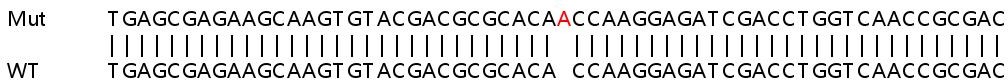 Sanger Sequencing - Human CAV1 (Caveolin-1) knockout HeLa cell line (ab255371), expandable thumbnail