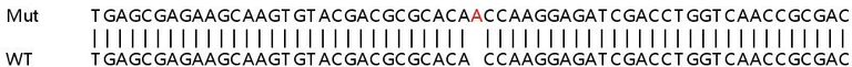 Sanger Sequencing - Human CAV1 (Caveolin-1) knockout HeLa cell line (AB255371)