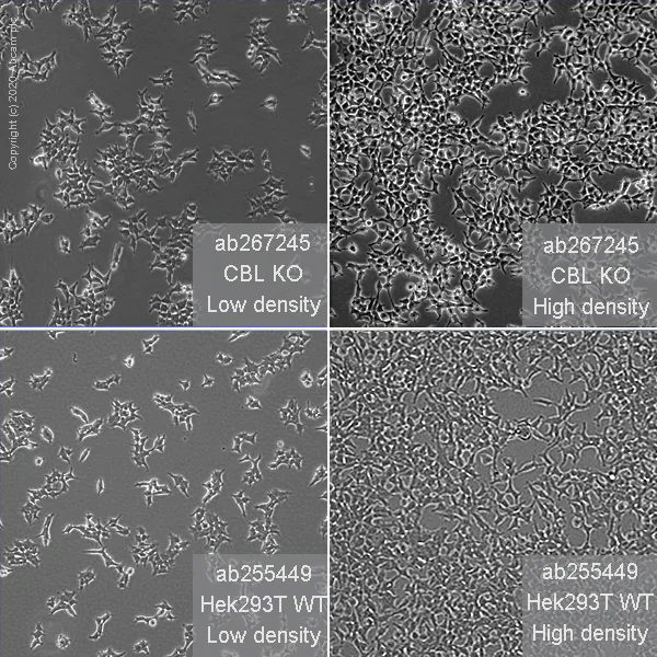 Cell Culture - Human CBL knockout HEK-293T cell line (AB267245)