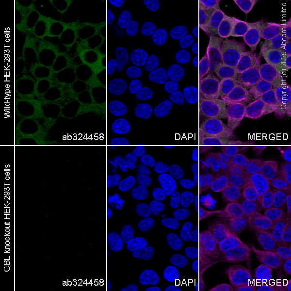 Human CBL knockout HEK-293T cell line