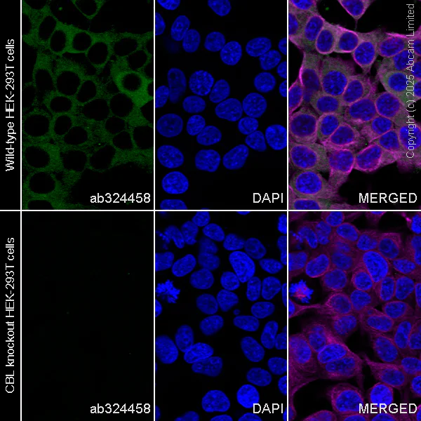Immunocytochemistry/ Immunofluorescence - Human CBL knockout HEK-293T cell line (AB267245)