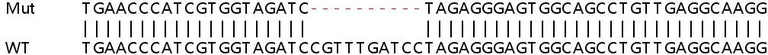 Sanger Sequencing - Human CBL knockout HEK-293T cell line (AB267245)