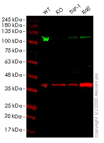 Western blot - Human CBL knockout HEK-293T cell lysate (AB257200)